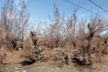 Hàng trăm ha rừng phòng hộ chết khô vì nắng hạn