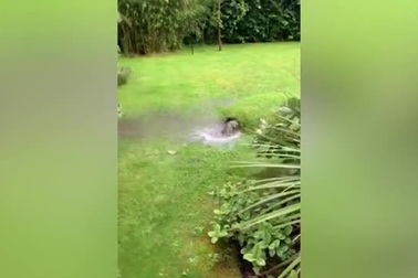 Clip: Sau trận mưa lớn, xuất hiện khoảnh đất phồng rộp vì nước