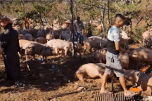 Người dân giúp tài xế bắt gần 200 con heo sau vụ lật xe tải