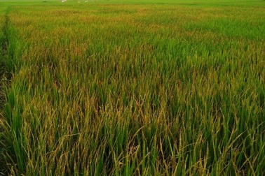 Phun thuốc cỏ cháy vào ruộng lúa để trả thù chuyện mất ví