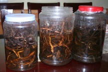 Một người tử vong nghi do uống rượu ngâm rễ cây rừng