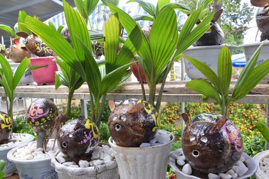 "Hóa phép" dừa xiêm thành "ông Tý" bán 500 ngàn đồng mỗi trái