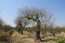 Làng trồng đào "mở hội" khi không khí lạnh tràn về