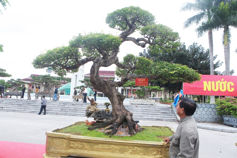 Sửng sốt với cây khế cổ dáng Long đẹp nhất Việt Nam có giá 5 tỷ đồng - 12 Sửng sốt với cây khế cổ dáng Long đẹp nhất Việt Nam có giá 5 tỷ đồng - 12