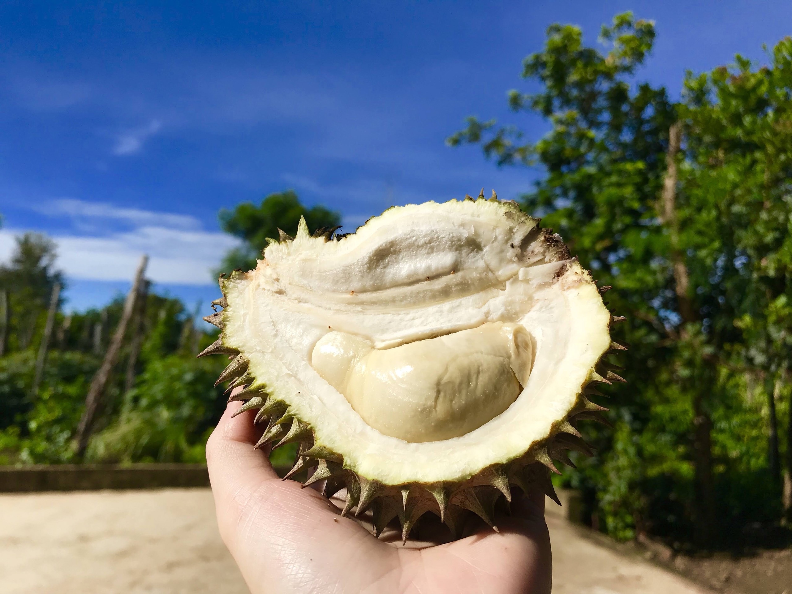 Gia đình Đắk Lắk làm vườn trái cây rộng 500m2 cho các con ăn thỏa thích - 7 Gia đình Đắk Lắk làm vườn trái cây rộng 500m2 cho các con ăn thỏa thích - 7