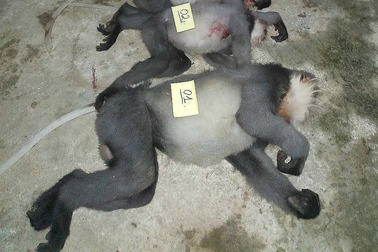 Bắn chết 5 con voọc quý hiếm làm thức ăn, hai người lĩnh án tù