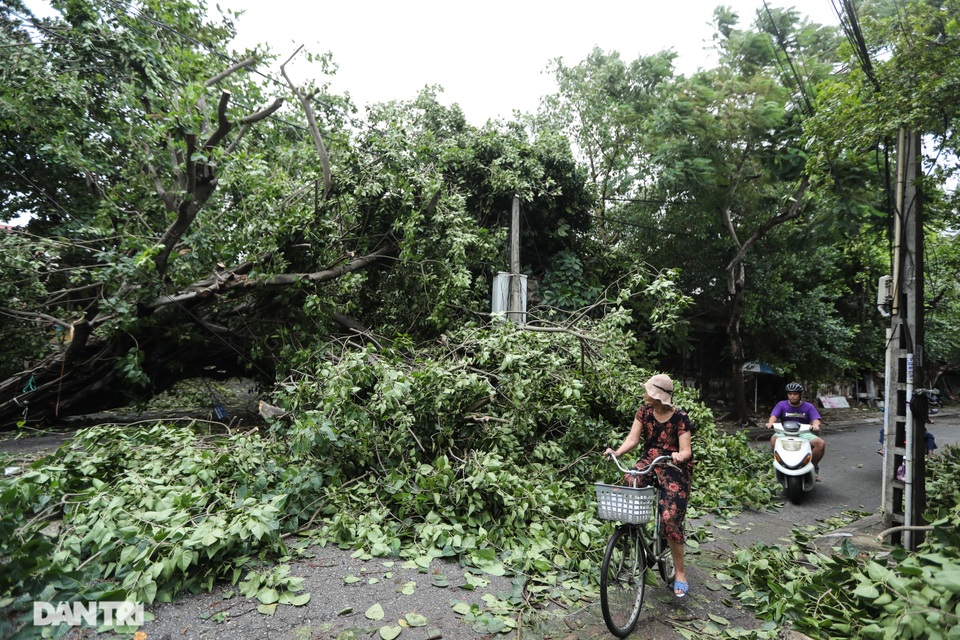 Vì sao hàng trăm cột điện tại Thừa Thiên Huế gãy đổ trong bão số 5? - 6 Vì sao hàng trăm cột điện tại Thừa Thiên Huế gãy đổ trong bão số 5? - 6