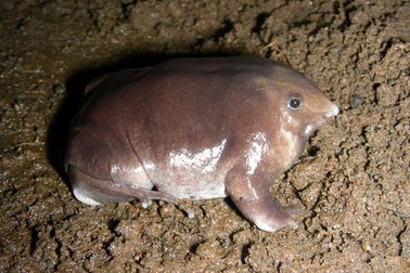 Sinh vật kỳ lạ, chân như lợn, thân như cá ở Ấn Độ