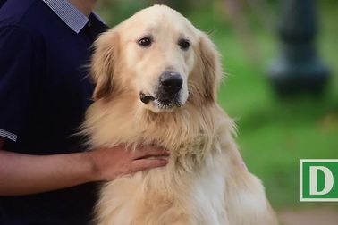 Nhiều người dân Hà Nội quen thả rông chó không rọ mõm