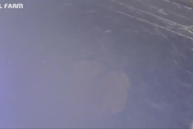 Trang trại nuôi loại cá "độc nhất vô nhị", được đấu giá 800 triệu đồng/kg