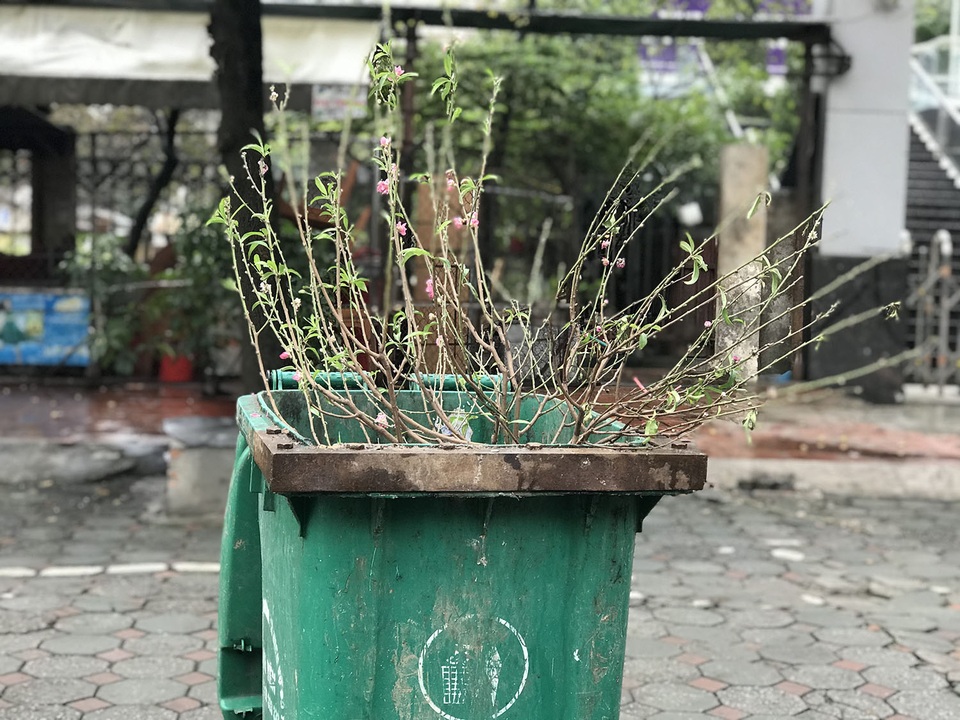 Hết Tết, cành đào tiền triệu đổi vận biến thành củi khô - 2 Hết Tết, cành đào tiền triệu đổi vận biến thành củi khô - 2