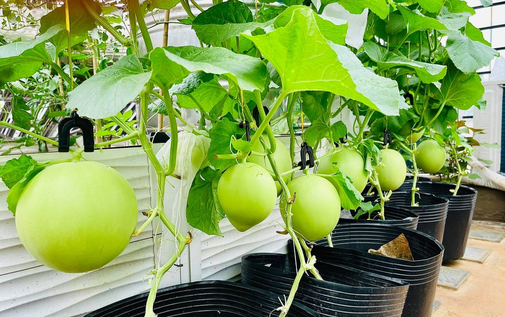 Những gia đình Việt sống khỏe nhờ vườn sân thượng xanh tốt giữa mùa dịch - 3 Những gia đình Việt sống khỏe nhờ vườn sân thượng xanh tốt giữa mùa dịch - 3