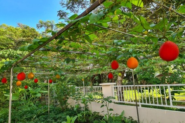 Khu vườn đẹp với hơn chục loại rau trái của mẹ Việt ở Malaysia