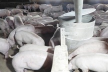 Tây Ninh phát hiện 2 ổ dịch tả heo châu Phi, tiêu hủy hơn 300 con