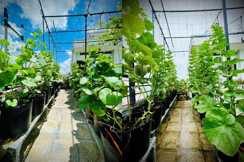 Làm vườn sân thượng giữa mùa dịch, mẹ đảm Sài Gòn có rau trái ăn cả ngày - 6
