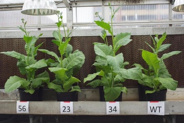 Cây trồng được biến đổi để sử dụng hiệu quả ánh nắng mặt trời