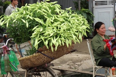 Tháng Tư gọi mùa hoa Loa kèn