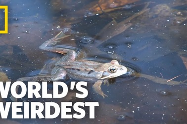 Loài ếch đóng băng vào mùa đông