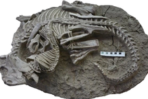 Hóa thạch cho thấy điều bất ngờ trong "thời đại khủng long"