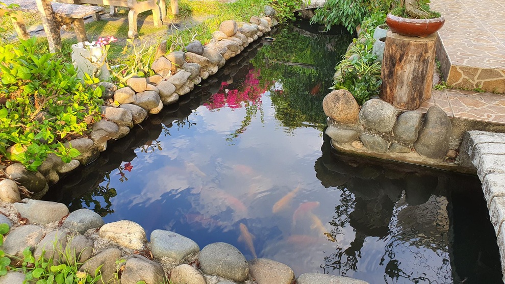 Nhà vườn đẹp như tranh, vui cảnh điền viên của vợ chồng người Quảng Ngãi - 6 Nhà vườn đẹp như tranh, vui cảnh điền viên của vợ chồng người Quảng Ngãi - 6