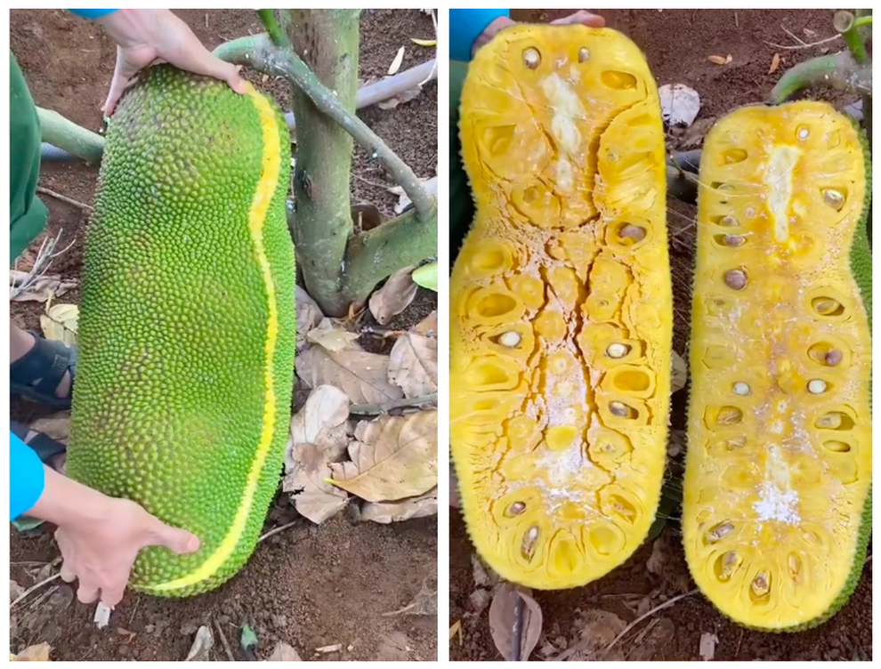 Loài mít ngoại lai hiếm có khó tìm, quả dài cả mét như đột biến - 2 Loài mít ngoại lai hiếm có khó tìm, quả dài cả mét như đột biến - 2