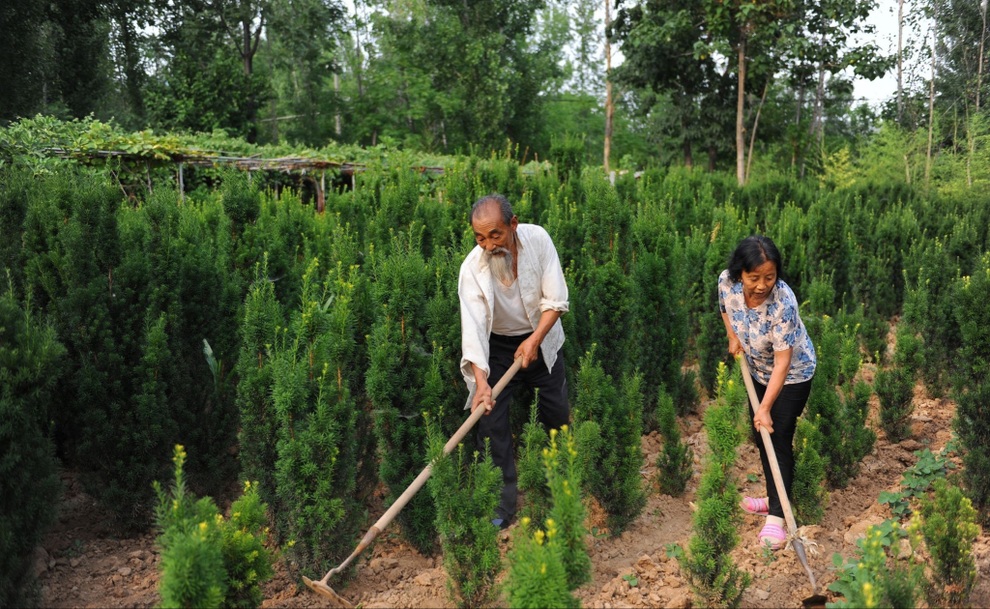 Cụ ông 71 tuổi bắt tay khởi nghiệp, trồng loạt cây quý thu nhập khủng - 3 Cụ ông 71 tuổi bắt tay khởi nghiệp, trồng loạt cây quý thu nhập khủng - 3