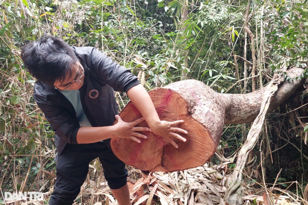 Cây rừng bị đốn hạ, Kiểm lâm Bình Định nói trách nhiệm do chủ rừng - 4 Cây rừng bị đốn hạ, Kiểm lâm Bình Định nói trách nhiệm do chủ rừng - 4