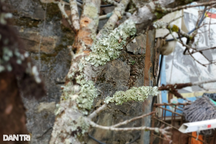 Bán loại đào mốc như cành củi khô, thương lái liên tục "chốt đơn"