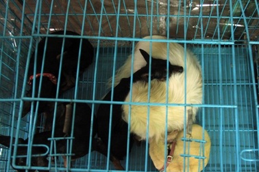 Dịch vụ trông chó, mèo ngày Tết "hốt bạc" 