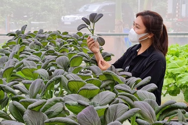 Mẹ đảm làm vườn rau trái tươi tốt, nấu đủ món ngon bổ dưỡng cho cả nhà