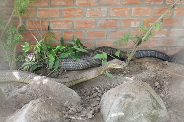 Bắt được cặp rắn hổ mây "khủng" nặng 60kg, dài 7m trên núi Cấm