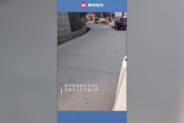 Chú chó nhỏ đi lạc 6 tháng, vỡ òa trong vui sướng khi gặp lại chủ nhân