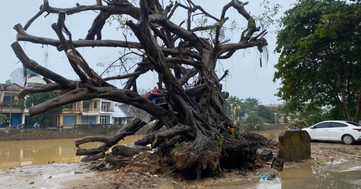 Tìm phương án "hồi sinh" cây sanh hơn 100 năm tuổi bị bật gốc trong mưa lũ