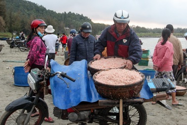 Ngư dân Đà Nẵng trúng đậm mùa ruốc biển