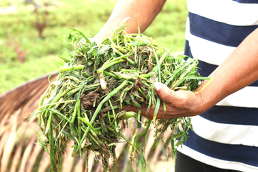 Các làng rau ở Hội An tan hoang sau mưa lớn