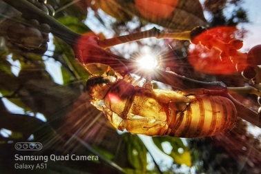 Nhiếp ảnh gia ‘thán phục’ nhiếp ảnh macro trên Galaxy A71|A51