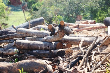 Vụ 43 ha rừng bị xóa sổ: Con số thực tế là 61 ha