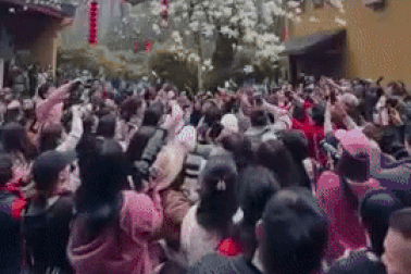 Chen chân chụp ảnh cây mộc lan cổ thụ 500 năm tuổi nở rộ ở Trung Quốc