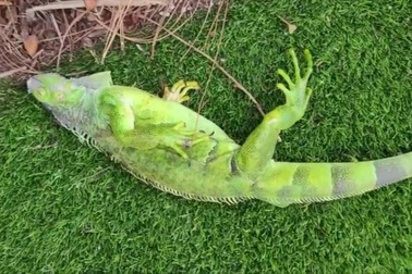 Giá rét bất thường khiến rồng xanh đông cứng vì lạnh, rơi xuống đất như mưa