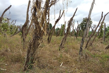 Cận cảnh hoang tàn của “nghĩa địa” hồ tiêu Tây Nguyên