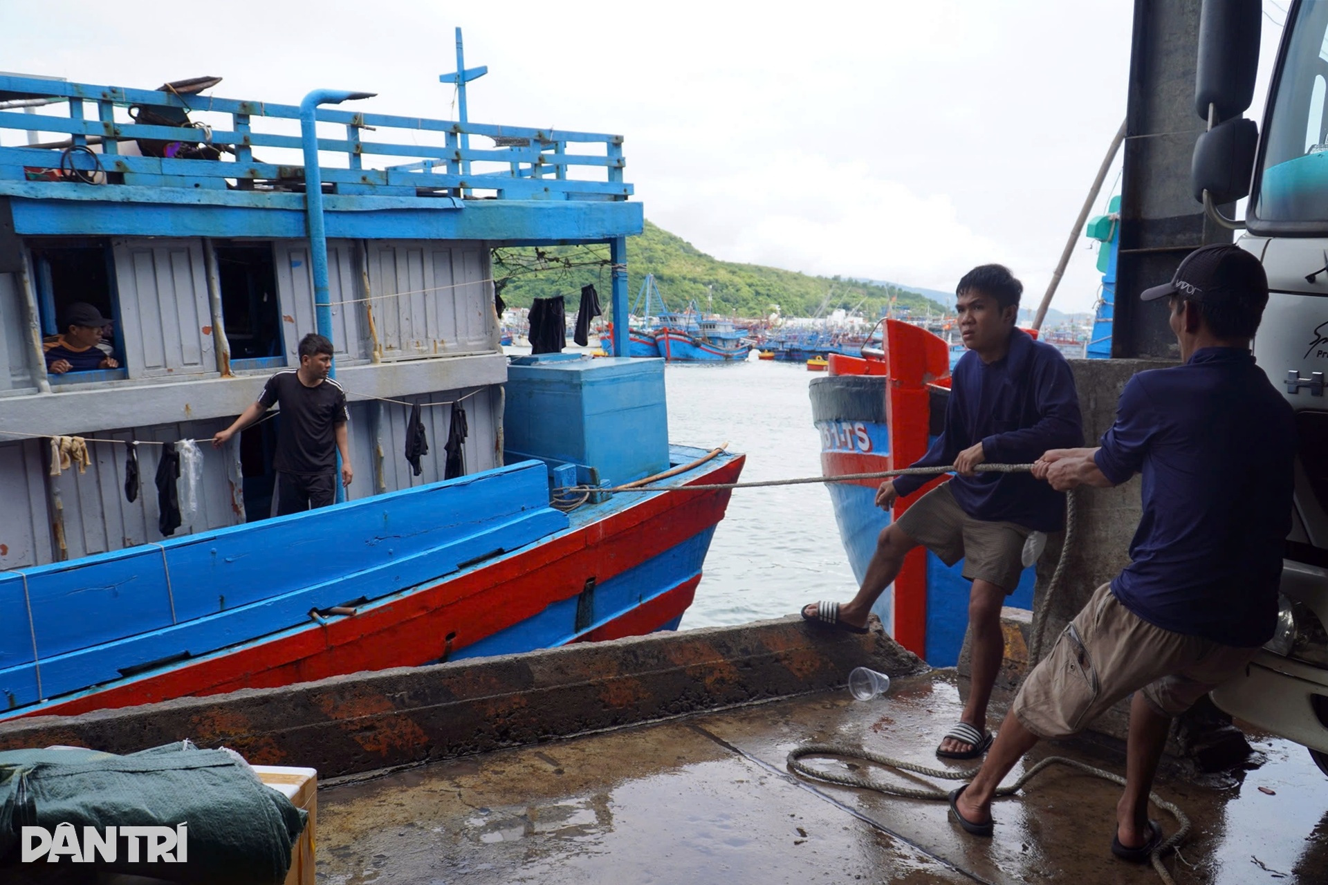 Chấp nhận lỗ cả trăm triệu đồng, ngư dân vượt sóng về tránh bão Kalmaegi - 7 Chấp nhận lỗ cả trăm triệu đồng, ngư dân vượt sóng về tránh bão Kalmaegi - 7