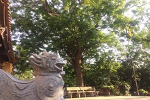 Bất thường vụ mua cây sưa 24,5 tỷ đồng ở làng Đông Cốc