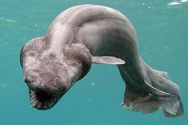 Công viên kỷ Jura ngoài đời thật: Tìm thấy loài cá mập hiếm gặp 80 triệu năm tuổi