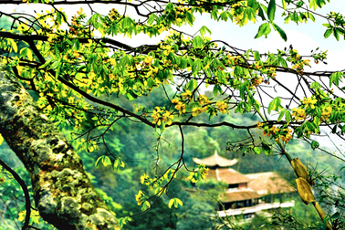 144 cây tại Yên Tử được công nhận là Cây Di sản Việt Nam