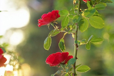 Tình yêu của ông bà nội