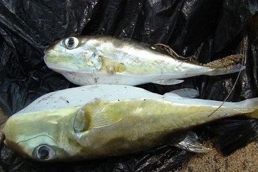 Một nam giới tử vong do ăn cá nóc