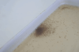 Hà Nội: Vào nơi nuôi hàng nghìn con muỗi tìm "vũ khí" chặn sốt xuất huyết