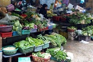 Hà Nội: Rét đậm kéo dài khiến rau xanh tăng giá đột biến