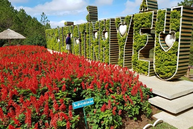 Phố hoa Đà Lạt rực rỡ trước thềm Tết Mậu Tuất