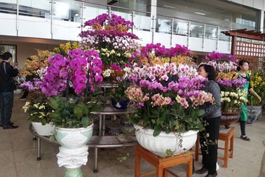 Hà Nội: Hoa giá “khủng” dài cổ chờ...khách